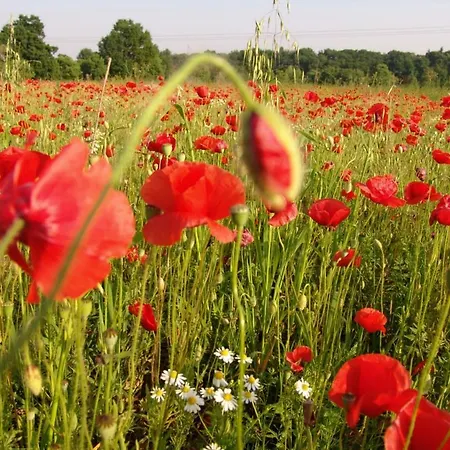 Landgasthof Spitzerwirt 3*